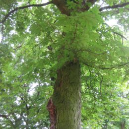 Lekno chestnut trees