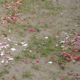 Petals on ground from Corpus Christie procession