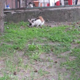 Kitties playing in Lekno
